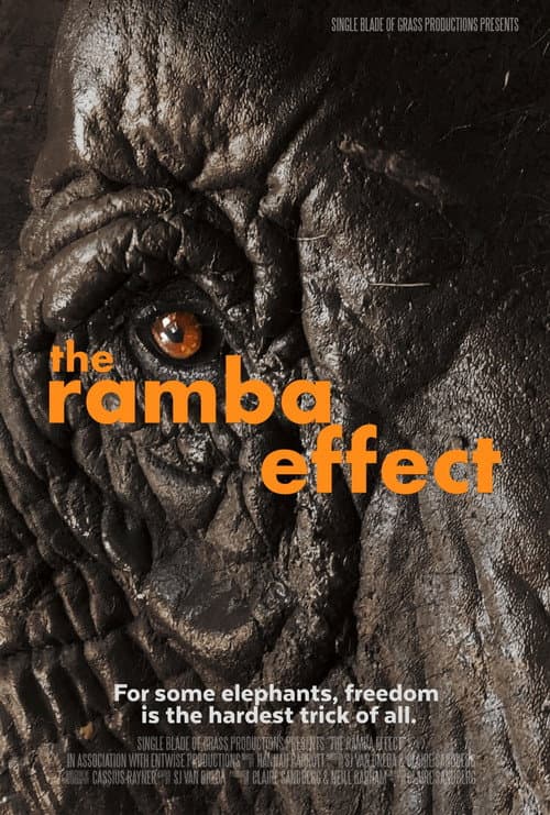 The Ramba Effect