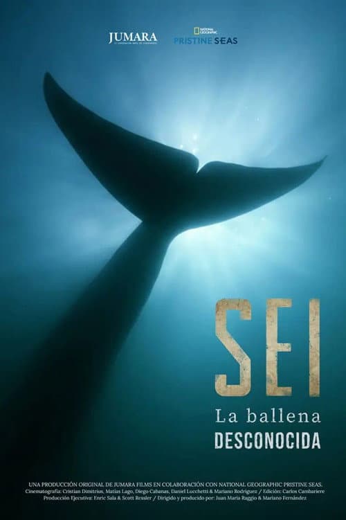 Sei La Ballena Desconocida