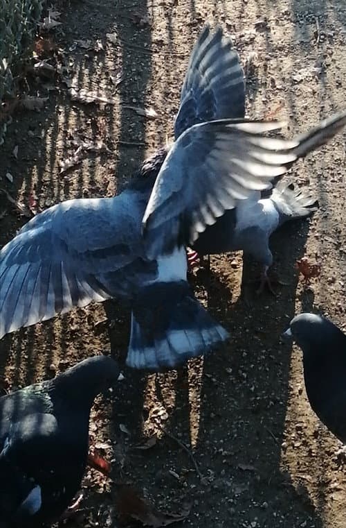 I Saw Mockingbirds laughing under the sun of Valence